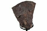 Fossil Sauropod Vertebra Section with Metal Stand - Colorado #339934-1